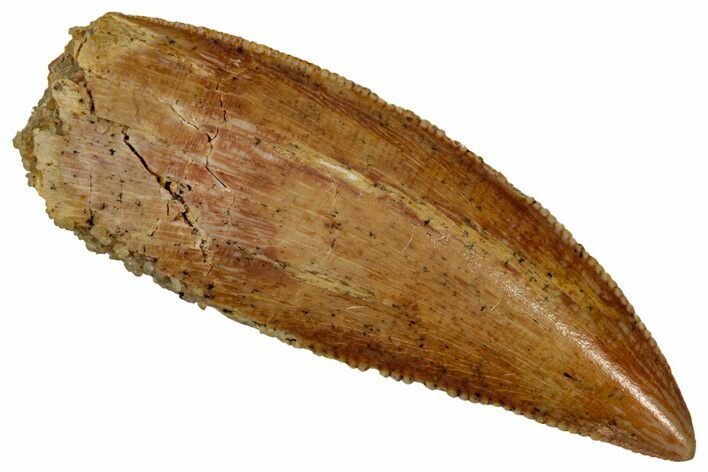 Serrated Raptor Tooth - Real Dinosaur Tooth #353383